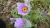 Pulsatilla grandis